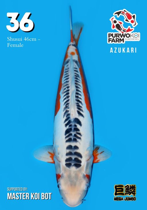 Lelang Koi Online, Jual Beli Ikan Koi, Pusat Jual Beli Koi, Info Lelang Koi Hari Ini, Platform Jual Beli Koi, Jual Beli Ikan Koi Online, Marketplace Ikan Koi, Jual Koi Terbaik, Tempat Beli Koi Berkualitas, Pasar Ikan Koi Online Terpercaya, Penjual Ikan Koi Terpercaya, Beli Koi Hias Online, Ikan Koi untuk Dijual, Koi Kualitas Terbaik, Toko Online Ikan Koi, Koi Hias Untuk Dijual, Jual Beli Ikan Koi Lokal, Koi Indonesia Online, Pusat Jual Beli Koi Terbesar