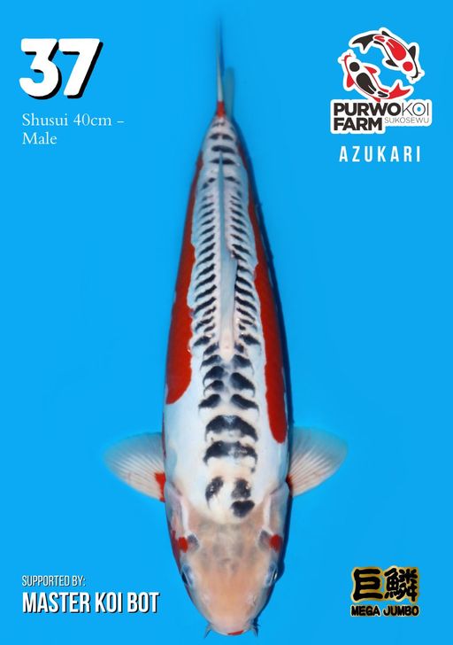 Lelang Koi Online, Jual Beli Ikan Koi, Pusat Jual Beli Koi, Info Lelang Koi Hari Ini, Platform Jual Beli Koi, Jual Beli Ikan Koi Online, Marketplace Ikan Koi, Jual Koi Terbaik, Tempat Beli Koi Berkualitas, Pasar Ikan Koi Online Terpercaya, Penjual Ikan Koi Terpercaya, Beli Koi Hias Online, Ikan Koi untuk Dijual, Koi Kualitas Terbaik, Toko Online Ikan Koi, Koi Hias Untuk Dijual, Jual Beli Ikan Koi Lokal, Koi Indonesia Online, Pusat Jual Beli Koi Terbesar