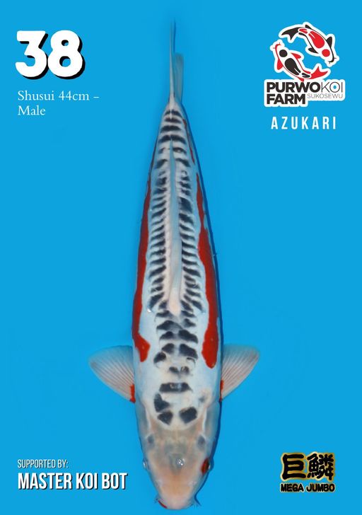 Lelang Koi Online, Jual Beli Ikan Koi, Pusat Jual Beli Koi, Info Lelang Koi Hari Ini, Platform Jual Beli Koi, Jual Beli Ikan Koi Online, Marketplace Ikan Koi, Jual Koi Terbaik, Tempat Beli Koi Berkualitas, Pasar Ikan Koi Online Terpercaya, Penjual Ikan Koi Terpercaya, Beli Koi Hias Online, Ikan Koi untuk Dijual, Koi Kualitas Terbaik, Toko Online Ikan Koi, Koi Hias Untuk Dijual, Jual Beli Ikan Koi Lokal, Koi Indonesia Online, Pusat Jual Beli Koi Terbesar