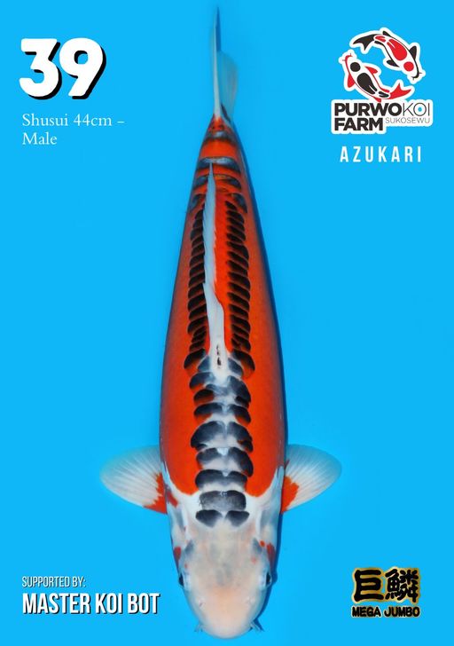 Lelang Koi Online, Jual Beli Ikan Koi, Pusat Jual Beli Koi, Info Lelang Koi Hari Ini, Platform Jual Beli Koi, Jual Beli Ikan Koi Online, Marketplace Ikan Koi, Jual Koi Terbaik, Tempat Beli Koi Berkualitas, Pasar Ikan Koi Online Terpercaya, Penjual Ikan Koi Terpercaya, Beli Koi Hias Online, Ikan Koi untuk Dijual, Koi Kualitas Terbaik, Toko Online Ikan Koi, Koi Hias Untuk Dijual, Jual Beli Ikan Koi Lokal, Koi Indonesia Online, Pusat Jual Beli Koi Terbesar