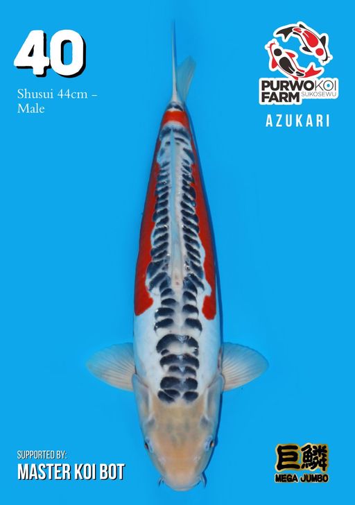 Lelang Koi Online, Jual Beli Ikan Koi, Pusat Jual Beli Koi, Info Lelang Koi Hari Ini, Platform Jual Beli Koi, Jual Beli Ikan Koi Online, Marketplace Ikan Koi, Jual Koi Terbaik, Tempat Beli Koi Berkualitas, Pasar Ikan Koi Online Terpercaya, Penjual Ikan Koi Terpercaya, Beli Koi Hias Online, Ikan Koi untuk Dijual, Koi Kualitas Terbaik, Toko Online Ikan Koi, Koi Hias Untuk Dijual, Jual Beli Ikan Koi Lokal, Koi Indonesia Online, Pusat Jual Beli Koi Terbesar