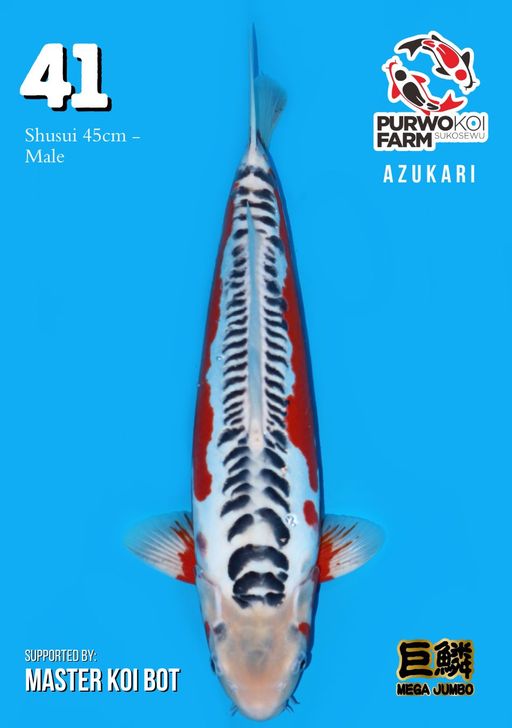 Lelang Koi Online, Jual Beli Ikan Koi, Pusat Jual Beli Koi, Info Lelang Koi Hari Ini, Platform Jual Beli Koi, Jual Beli Ikan Koi Online, Marketplace Ikan Koi, Jual Koi Terbaik, Tempat Beli Koi Berkualitas, Pasar Ikan Koi Online Terpercaya, Penjual Ikan Koi Terpercaya, Beli Koi Hias Online, Ikan Koi untuk Dijual, Koi Kualitas Terbaik, Toko Online Ikan Koi, Koi Hias Untuk Dijual, Jual Beli Ikan Koi Lokal, Koi Indonesia Online, Pusat Jual Beli Koi Terbesar