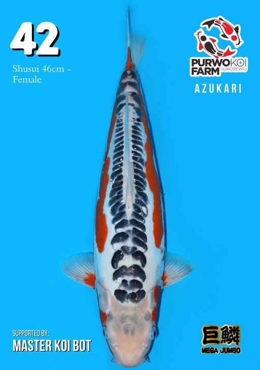 Lelang Koi Online, Jual Beli Ikan Koi, Pusat Jual Beli Koi, Info Lelang Koi Hari Ini, Platform Jual Beli Koi, Jual Beli Ikan Koi Online, Marketplace Ikan Koi, Jual Koi Terbaik, Tempat Beli Koi Berkualitas, Pasar Ikan Koi Online Terpercaya, Penjual Ikan Koi Terpercaya, Beli Koi Hias Online, Ikan Koi untuk Dijual, Koi Kualitas Terbaik, Toko Online Ikan Koi, Koi Hias Untuk Dijual, Jual Beli Ikan Koi Lokal, Koi Indonesia Online, Pusat Jual Beli Koi Terbesar