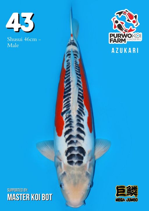 Lelang Koi Online, Jual Beli Ikan Koi, Pusat Jual Beli Koi, Info Lelang Koi Hari Ini, Platform Jual Beli Koi, Jual Beli Ikan Koi Online, Marketplace Ikan Koi, Jual Koi Terbaik, Tempat Beli Koi Berkualitas, Pasar Ikan Koi Online Terpercaya, Penjual Ikan Koi Terpercaya, Beli Koi Hias Online, Ikan Koi untuk Dijual, Koi Kualitas Terbaik, Toko Online Ikan Koi, Koi Hias Untuk Dijual, Jual Beli Ikan Koi Lokal, Koi Indonesia Online, Pusat Jual Beli Koi Terbesar