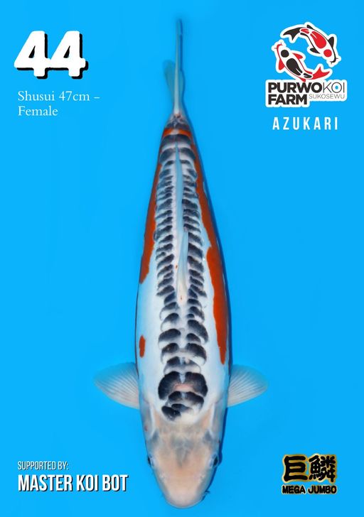 Lelang Koi Online, Jual Beli Ikan Koi, Pusat Jual Beli Koi, Info Lelang Koi Hari Ini, Platform Jual Beli Koi, Jual Beli Ikan Koi Online, Marketplace Ikan Koi, Jual Koi Terbaik, Tempat Beli Koi Berkualitas, Pasar Ikan Koi Online Terpercaya, Penjual Ikan Koi Terpercaya, Beli Koi Hias Online, Ikan Koi untuk Dijual, Koi Kualitas Terbaik, Toko Online Ikan Koi, Koi Hias Untuk Dijual, Jual Beli Ikan Koi Lokal, Koi Indonesia Online, Pusat Jual Beli Koi Terbesar