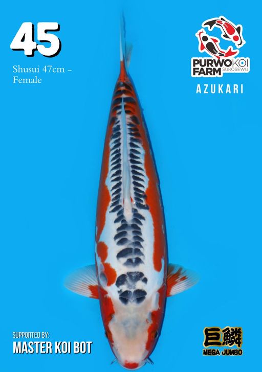 Lelang Koi Online, Jual Beli Ikan Koi, Pusat Jual Beli Koi, Info Lelang Koi Hari Ini, Platform Jual Beli Koi, Jual Beli Ikan Koi Online, Marketplace Ikan Koi, Jual Koi Terbaik, Tempat Beli Koi Berkualitas, Pasar Ikan Koi Online Terpercaya, Penjual Ikan Koi Terpercaya, Beli Koi Hias Online, Ikan Koi untuk Dijual, Koi Kualitas Terbaik, Toko Online Ikan Koi, Koi Hias Untuk Dijual, Jual Beli Ikan Koi Lokal, Koi Indonesia Online, Pusat Jual Beli Koi Terbesar