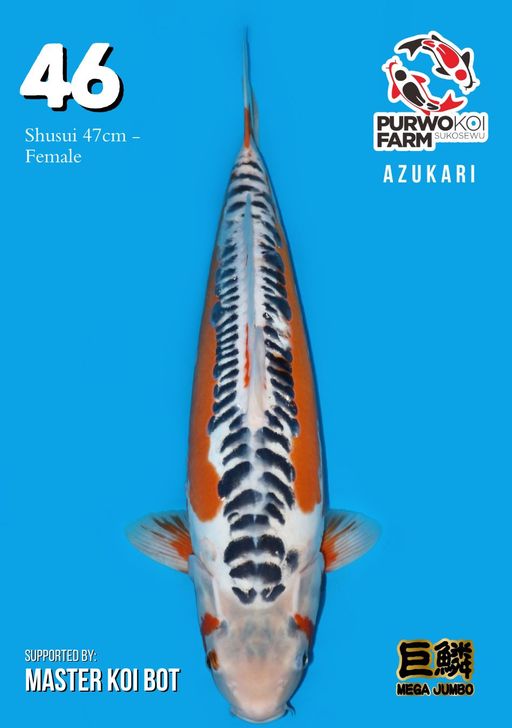 Lelang Koi Online, Jual Beli Ikan Koi, Pusat Jual Beli Koi, Info Lelang Koi Hari Ini, Platform Jual Beli Koi, Jual Beli Ikan Koi Online, Marketplace Ikan Koi, Jual Koi Terbaik, Tempat Beli Koi Berkualitas, Pasar Ikan Koi Online Terpercaya, Penjual Ikan Koi Terpercaya, Beli Koi Hias Online, Ikan Koi untuk Dijual, Koi Kualitas Terbaik, Toko Online Ikan Koi, Koi Hias Untuk Dijual, Jual Beli Ikan Koi Lokal, Koi Indonesia Online, Pusat Jual Beli Koi Terbesar