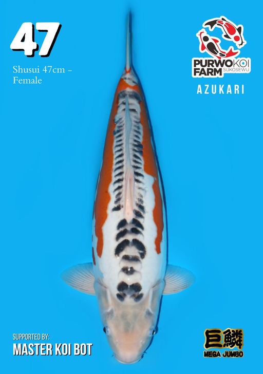 Lelang Koi Online, Jual Beli Ikan Koi, Pusat Jual Beli Koi, Info Lelang Koi Hari Ini, Platform Jual Beli Koi, Jual Beli Ikan Koi Online, Marketplace Ikan Koi, Jual Koi Terbaik, Tempat Beli Koi Berkualitas, Pasar Ikan Koi Online Terpercaya, Penjual Ikan Koi Terpercaya, Beli Koi Hias Online, Ikan Koi untuk Dijual, Koi Kualitas Terbaik, Toko Online Ikan Koi, Koi Hias Untuk Dijual, Jual Beli Ikan Koi Lokal, Koi Indonesia Online, Pusat Jual Beli Koi Terbesar