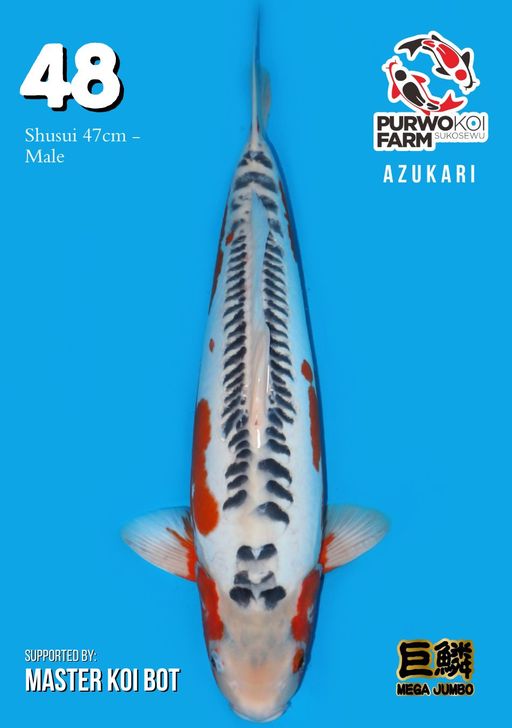 Lelang Koi Online, Jual Beli Ikan Koi, Pusat Jual Beli Koi, Info Lelang Koi Hari Ini, Platform Jual Beli Koi, Jual Beli Ikan Koi Online, Marketplace Ikan Koi, Jual Koi Terbaik, Tempat Beli Koi Berkualitas, Pasar Ikan Koi Online Terpercaya, Penjual Ikan Koi Terpercaya, Beli Koi Hias Online, Ikan Koi untuk Dijual, Koi Kualitas Terbaik, Toko Online Ikan Koi, Koi Hias Untuk Dijual, Jual Beli Ikan Koi Lokal, Koi Indonesia Online, Pusat Jual Beli Koi Terbesar