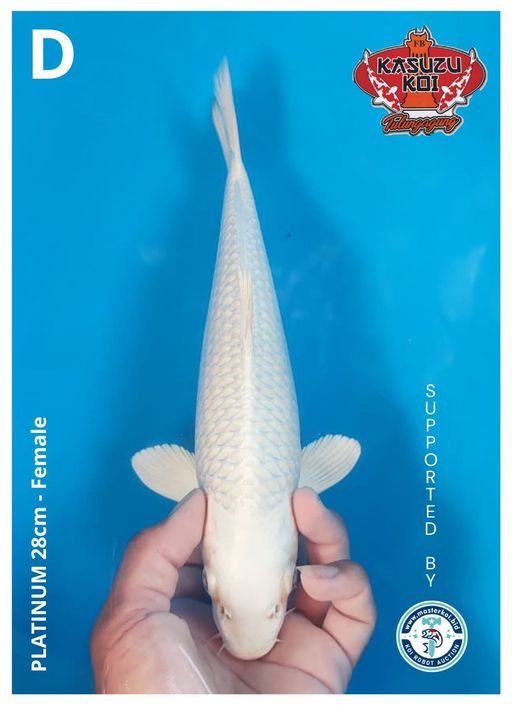 Lelang Koi Online, Jual Beli Ikan Koi, Pusat Jual Beli Koi, Info Lelang Koi Hari Ini, Platform Jual Beli Koi, Jual Beli Ikan Koi Online, Marketplace Ikan Koi, Jual Koi Terbaik, Tempat Beli Koi Berkualitas, Pasar Ikan Koi Online Terpercaya, Penjual Ikan Koi Terpercaya, Beli Koi Hias Online, Ikan Koi untuk Dijual, Koi Kualitas Terbaik, Toko Online Ikan Koi, Koi Hias Untuk Dijual, Jual Beli Ikan Koi Lokal, Koi Indonesia Online, Pusat Jual Beli Koi Terbesar