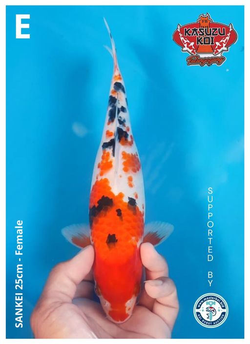 Lelang Koi Online, Jual Beli Ikan Koi, Pusat Jual Beli Koi, Info Lelang Koi Hari Ini, Platform Jual Beli Koi, Jual Beli Ikan Koi Online, Marketplace Ikan Koi, Jual Koi Terbaik, Tempat Beli Koi Berkualitas, Pasar Ikan Koi Online Terpercaya, Penjual Ikan Koi Terpercaya, Beli Koi Hias Online, Ikan Koi untuk Dijual, Koi Kualitas Terbaik, Toko Online Ikan Koi, Koi Hias Untuk Dijual, Jual Beli Ikan Koi Lokal, Koi Indonesia Online, Pusat Jual Beli Koi Terbesar