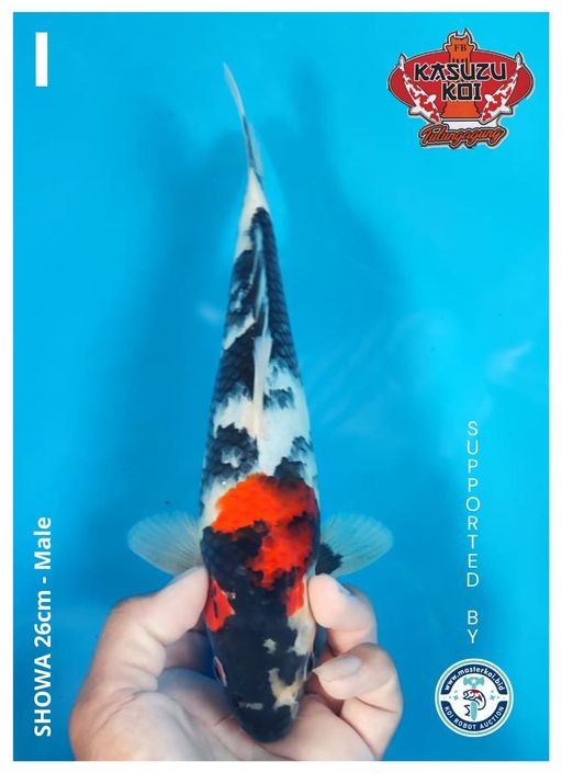 Lelang Koi Online, Jual Beli Ikan Koi, Pusat Jual Beli Koi, Info Lelang Koi Hari Ini, Platform Jual Beli Koi, Jual Beli Ikan Koi Online, Marketplace Ikan Koi, Jual Koi Terbaik, Tempat Beli Koi Berkualitas, Pasar Ikan Koi Online Terpercaya, Penjual Ikan Koi Terpercaya, Beli Koi Hias Online, Ikan Koi untuk Dijual, Koi Kualitas Terbaik, Toko Online Ikan Koi, Koi Hias Untuk Dijual, Jual Beli Ikan Koi Lokal, Koi Indonesia Online, Pusat Jual Beli Koi Terbesar