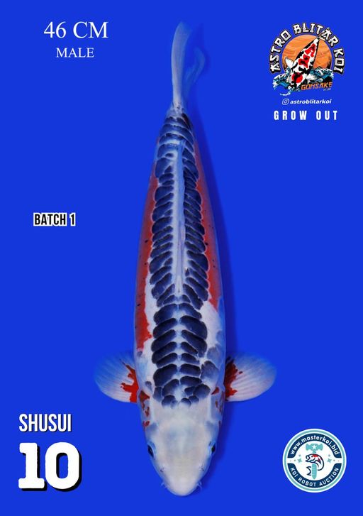 Lelang Koi Online, Jual Beli Ikan Koi, Pusat Jual Beli Koi, Info Lelang Koi Hari Ini, Platform Jual Beli Koi, Jual Beli Ikan Koi Online, Marketplace Ikan Koi, Jual Koi Terbaik, Tempat Beli Koi Berkualitas, Pasar Ikan Koi Online Terpercaya, Penjual Ikan Koi Terpercaya, Beli Koi Hias Online, Ikan Koi untuk Dijual, Koi Kualitas Terbaik, Toko Online Ikan Koi, Koi Hias Untuk Dijual, Jual Beli Ikan Koi Lokal, Koi Indonesia Online, Pusat Jual Beli Koi Terbesar