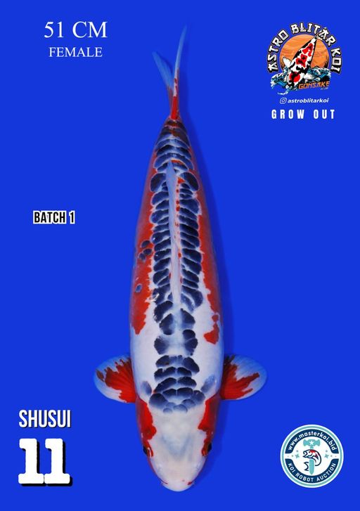 Lelang Koi Online, Jual Beli Ikan Koi, Pusat Jual Beli Koi, Info Lelang Koi Hari Ini, Platform Jual Beli Koi, Jual Beli Ikan Koi Online, Marketplace Ikan Koi, Jual Koi Terbaik, Tempat Beli Koi Berkualitas, Pasar Ikan Koi Online Terpercaya, Penjual Ikan Koi Terpercaya, Beli Koi Hias Online, Ikan Koi untuk Dijual, Koi Kualitas Terbaik, Toko Online Ikan Koi, Koi Hias Untuk Dijual, Jual Beli Ikan Koi Lokal, Koi Indonesia Online, Pusat Jual Beli Koi Terbesar