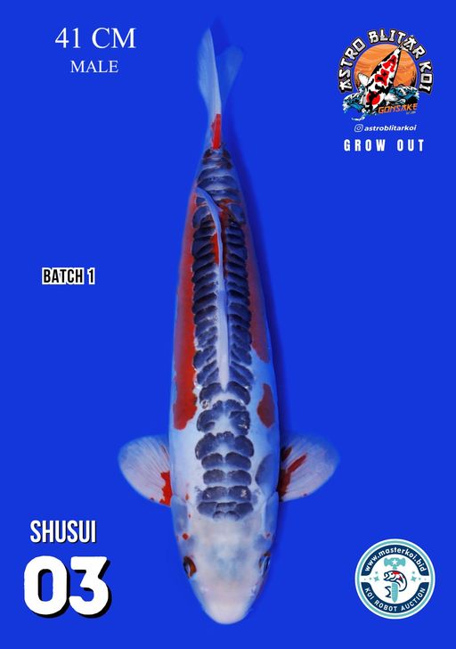 Lelang Koi Online, Jual Beli Ikan Koi, Pusat Jual Beli Koi, Info Lelang Koi Hari Ini, Platform Jual Beli Koi, Jual Beli Ikan Koi Online, Marketplace Ikan Koi, Jual Koi Terbaik, Tempat Beli Koi Berkualitas, Pasar Ikan Koi Online Terpercaya, Penjual Ikan Koi Terpercaya, Beli Koi Hias Online, Ikan Koi untuk Dijual, Koi Kualitas Terbaik, Toko Online Ikan Koi, Koi Hias Untuk Dijual, Jual Beli Ikan Koi Lokal, Koi Indonesia Online, Pusat Jual Beli Koi Terbesar