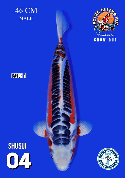 Lelang Koi Online, Jual Beli Ikan Koi, Pusat Jual Beli Koi, Info Lelang Koi Hari Ini, Platform Jual Beli Koi, Jual Beli Ikan Koi Online, Marketplace Ikan Koi, Jual Koi Terbaik, Tempat Beli Koi Berkualitas, Pasar Ikan Koi Online Terpercaya, Penjual Ikan Koi Terpercaya, Beli Koi Hias Online, Ikan Koi untuk Dijual, Koi Kualitas Terbaik, Toko Online Ikan Koi, Koi Hias Untuk Dijual, Jual Beli Ikan Koi Lokal, Koi Indonesia Online, Pusat Jual Beli Koi Terbesar