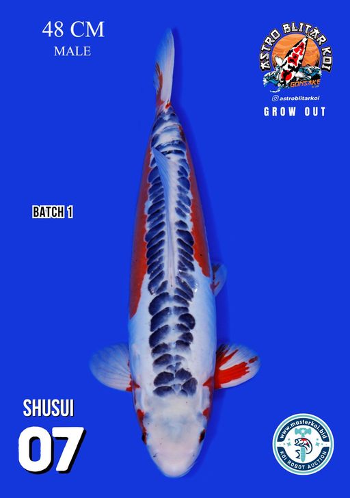 Lelang Koi Online, Jual Beli Ikan Koi, Pusat Jual Beli Koi, Info Lelang Koi Hari Ini, Platform Jual Beli Koi, Jual Beli Ikan Koi Online, Marketplace Ikan Koi, Jual Koi Terbaik, Tempat Beli Koi Berkualitas, Pasar Ikan Koi Online Terpercaya, Penjual Ikan Koi Terpercaya, Beli Koi Hias Online, Ikan Koi untuk Dijual, Koi Kualitas Terbaik, Toko Online Ikan Koi, Koi Hias Untuk Dijual, Jual Beli Ikan Koi Lokal, Koi Indonesia Online, Pusat Jual Beli Koi Terbesar