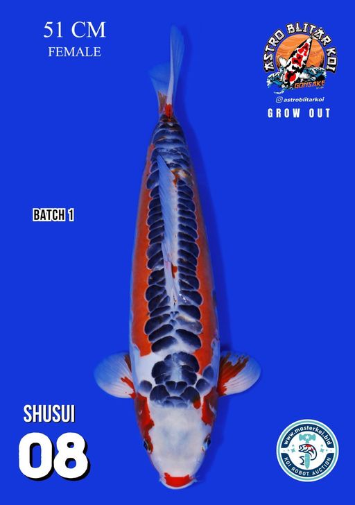 Lelang Koi Online, Jual Beli Ikan Koi, Pusat Jual Beli Koi, Info Lelang Koi Hari Ini, Platform Jual Beli Koi, Jual Beli Ikan Koi Online, Marketplace Ikan Koi, Jual Koi Terbaik, Tempat Beli Koi Berkualitas, Pasar Ikan Koi Online Terpercaya, Penjual Ikan Koi Terpercaya, Beli Koi Hias Online, Ikan Koi untuk Dijual, Koi Kualitas Terbaik, Toko Online Ikan Koi, Koi Hias Untuk Dijual, Jual Beli Ikan Koi Lokal, Koi Indonesia Online, Pusat Jual Beli Koi Terbesar