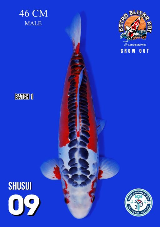 Lelang Koi Online, Jual Beli Ikan Koi, Pusat Jual Beli Koi, Info Lelang Koi Hari Ini, Platform Jual Beli Koi, Jual Beli Ikan Koi Online, Marketplace Ikan Koi, Jual Koi Terbaik, Tempat Beli Koi Berkualitas, Pasar Ikan Koi Online Terpercaya, Penjual Ikan Koi Terpercaya, Beli Koi Hias Online, Ikan Koi untuk Dijual, Koi Kualitas Terbaik, Toko Online Ikan Koi, Koi Hias Untuk Dijual, Jual Beli Ikan Koi Lokal, Koi Indonesia Online, Pusat Jual Beli Koi Terbesar