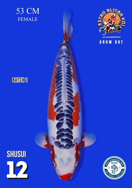 Lelang Koi Online, Jual Beli Ikan Koi, Pusat Jual Beli Koi, Info Lelang Koi Hari Ini, Platform Jual Beli Koi, Jual Beli Ikan Koi Online, Marketplace Ikan Koi, Jual Koi Terbaik, Tempat Beli Koi Berkualitas, Pasar Ikan Koi Online Terpercaya, Penjual Ikan Koi Terpercaya, Beli Koi Hias Online, Ikan Koi untuk Dijual, Koi Kualitas Terbaik, Toko Online Ikan Koi, Koi Hias Untuk Dijual, Jual Beli Ikan Koi Lokal, Koi Indonesia Online, Pusat Jual Beli Koi Terbesar