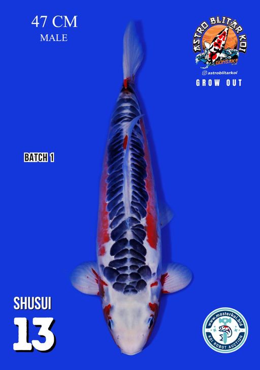 Lelang Koi Online, Jual Beli Ikan Koi, Pusat Jual Beli Koi, Info Lelang Koi Hari Ini, Platform Jual Beli Koi, Jual Beli Ikan Koi Online, Marketplace Ikan Koi, Jual Koi Terbaik, Tempat Beli Koi Berkualitas, Pasar Ikan Koi Online Terpercaya, Penjual Ikan Koi Terpercaya, Beli Koi Hias Online, Ikan Koi untuk Dijual, Koi Kualitas Terbaik, Toko Online Ikan Koi, Koi Hias Untuk Dijual, Jual Beli Ikan Koi Lokal, Koi Indonesia Online, Pusat Jual Beli Koi Terbesar