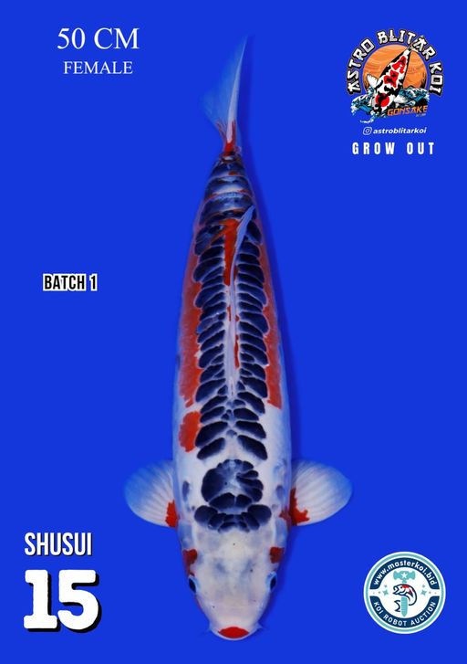 Lelang Koi Online, Jual Beli Ikan Koi, Pusat Jual Beli Koi, Info Lelang Koi Hari Ini, Platform Jual Beli Koi, Jual Beli Ikan Koi Online, Marketplace Ikan Koi, Jual Koi Terbaik, Tempat Beli Koi Berkualitas, Pasar Ikan Koi Online Terpercaya, Penjual Ikan Koi Terpercaya, Beli Koi Hias Online, Ikan Koi untuk Dijual, Koi Kualitas Terbaik, Toko Online Ikan Koi, Koi Hias Untuk Dijual, Jual Beli Ikan Koi Lokal, Koi Indonesia Online, Pusat Jual Beli Koi Terbesar