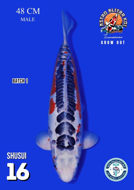 Lelang Koi Online, Jual Beli Ikan Koi, Pusat Jual Beli Koi, Info Lelang Koi Hari Ini, Platform Jual Beli Koi, Jual Beli Ikan Koi Online, Marketplace Ikan Koi, Jual Koi Terbaik, Tempat Beli Koi Berkualitas, Pasar Ikan Koi Online Terpercaya, Penjual Ikan Koi Terpercaya, Beli Koi Hias Online, Ikan Koi untuk Dijual, Koi Kualitas Terbaik, Toko Online Ikan Koi, Koi Hias Untuk Dijual, Jual Beli Ikan Koi Lokal, Koi Indonesia Online, Pusat Jual Beli Koi Terbesar