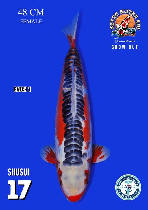 Lelang Koi Online, Jual Beli Ikan Koi, Pusat Jual Beli Koi, Info Lelang Koi Hari Ini, Platform Jual Beli Koi, Jual Beli Ikan Koi Online, Marketplace Ikan Koi, Jual Koi Terbaik, Tempat Beli Koi Berkualitas, Pasar Ikan Koi Online Terpercaya, Penjual Ikan Koi Terpercaya, Beli Koi Hias Online, Ikan Koi untuk Dijual, Koi Kualitas Terbaik, Toko Online Ikan Koi, Koi Hias Untuk Dijual, Jual Beli Ikan Koi Lokal, Koi Indonesia Online, Pusat Jual Beli Koi Terbesar