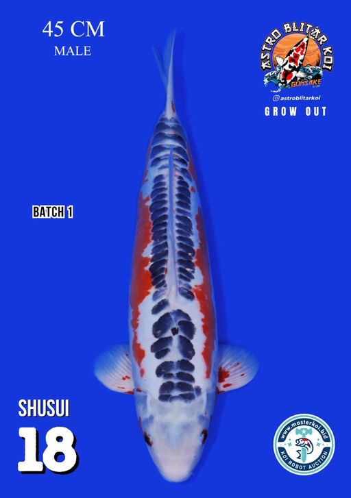 Lelang Koi Online, Jual Beli Ikan Koi, Pusat Jual Beli Koi, Info Lelang Koi Hari Ini, Platform Jual Beli Koi, Jual Beli Ikan Koi Online, Marketplace Ikan Koi, Jual Koi Terbaik, Tempat Beli Koi Berkualitas, Pasar Ikan Koi Online Terpercaya, Penjual Ikan Koi Terpercaya, Beli Koi Hias Online, Ikan Koi untuk Dijual, Koi Kualitas Terbaik, Toko Online Ikan Koi, Koi Hias Untuk Dijual, Jual Beli Ikan Koi Lokal, Koi Indonesia Online, Pusat Jual Beli Koi Terbesar