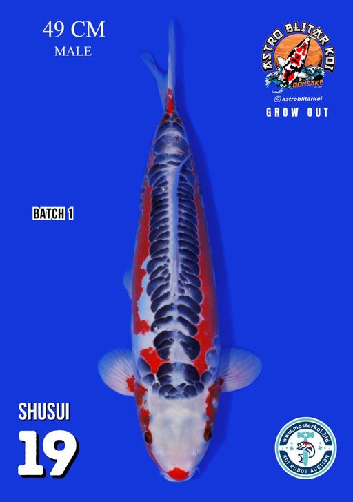 Lelang Koi Online, Jual Beli Ikan Koi, Pusat Jual Beli Koi, Info Lelang Koi Hari Ini, Platform Jual Beli Koi, Jual Beli Ikan Koi Online, Marketplace Ikan Koi, Jual Koi Terbaik, Tempat Beli Koi Berkualitas, Pasar Ikan Koi Online Terpercaya, Penjual Ikan Koi Terpercaya, Beli Koi Hias Online, Ikan Koi untuk Dijual, Koi Kualitas Terbaik, Toko Online Ikan Koi, Koi Hias Untuk Dijual, Jual Beli Ikan Koi Lokal, Koi Indonesia Online, Pusat Jual Beli Koi Terbesar