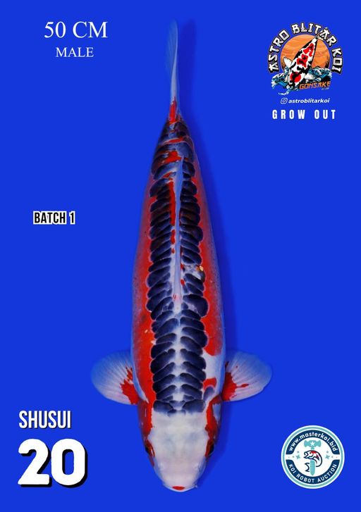 Lelang Koi Online, Jual Beli Ikan Koi, Pusat Jual Beli Koi, Info Lelang Koi Hari Ini, Platform Jual Beli Koi, Jual Beli Ikan Koi Online, Marketplace Ikan Koi, Jual Koi Terbaik, Tempat Beli Koi Berkualitas, Pasar Ikan Koi Online Terpercaya, Penjual Ikan Koi Terpercaya, Beli Koi Hias Online, Ikan Koi untuk Dijual, Koi Kualitas Terbaik, Toko Online Ikan Koi, Koi Hias Untuk Dijual, Jual Beli Ikan Koi Lokal, Koi Indonesia Online, Pusat Jual Beli Koi Terbesar