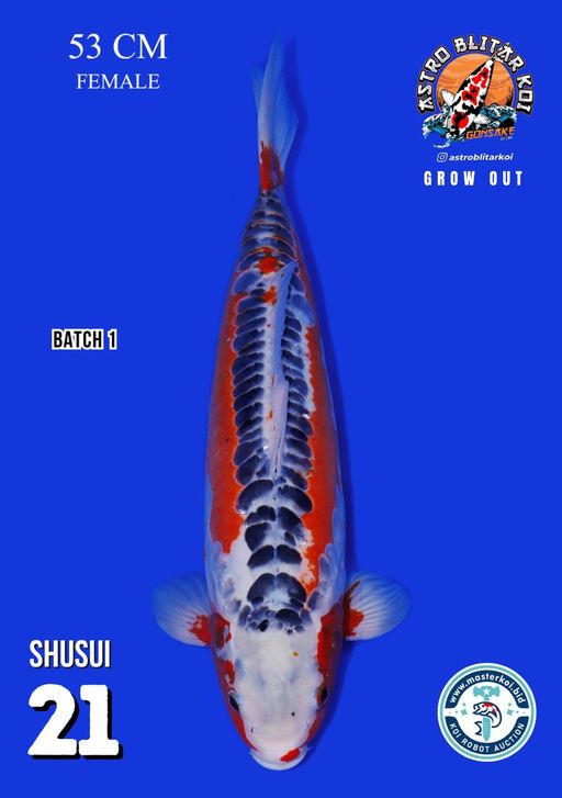 Lelang Koi Online, Jual Beli Ikan Koi, Pusat Jual Beli Koi, Info Lelang Koi Hari Ini, Platform Jual Beli Koi, Jual Beli Ikan Koi Online, Marketplace Ikan Koi, Jual Koi Terbaik, Tempat Beli Koi Berkualitas, Pasar Ikan Koi Online Terpercaya, Penjual Ikan Koi Terpercaya, Beli Koi Hias Online, Ikan Koi untuk Dijual, Koi Kualitas Terbaik, Toko Online Ikan Koi, Koi Hias Untuk Dijual, Jual Beli Ikan Koi Lokal, Koi Indonesia Online, Pusat Jual Beli Koi Terbesar