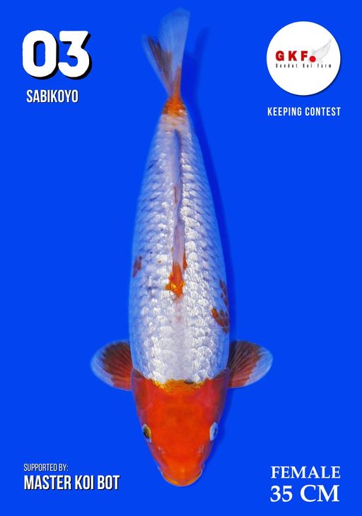 Lelang Koi Online, Jual Beli Ikan Koi, Pusat Jual Beli Koi, Info Lelang Koi Hari Ini, Platform Jual Beli Koi, Jual Beli Ikan Koi Online, Marketplace Ikan Koi, Jual Koi Terbaik, Tempat Beli Koi Berkualitas, Pasar Ikan Koi Online Terpercaya, Penjual Ikan Koi Terpercaya, Beli Koi Hias Online, Ikan Koi untuk Dijual, Koi Kualitas Terbaik, Toko Online Ikan Koi, Koi Hias Untuk Dijual, Jual Beli Ikan Koi Lokal, Koi Indonesia Online, Pusat Jual Beli Koi Terbesar