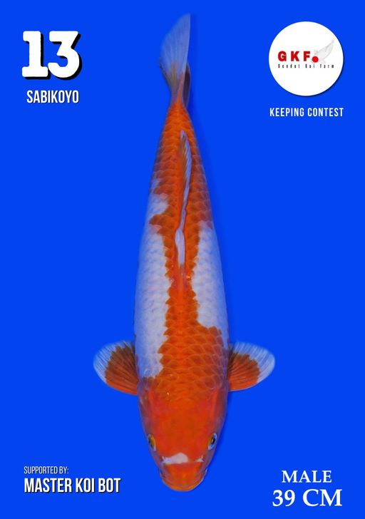 Lelang Koi Online, Jual Beli Ikan Koi, Pusat Jual Beli Koi, Info Lelang Koi Hari Ini, Platform Jual Beli Koi, Jual Beli Ikan Koi Online, Marketplace Ikan Koi, Jual Koi Terbaik, Tempat Beli Koi Berkualitas, Pasar Ikan Koi Online Terpercaya, Penjual Ikan Koi Terpercaya, Beli Koi Hias Online, Ikan Koi untuk Dijual, Koi Kualitas Terbaik, Toko Online Ikan Koi, Koi Hias Untuk Dijual, Jual Beli Ikan Koi Lokal, Koi Indonesia Online, Pusat Jual Beli Koi Terbesar