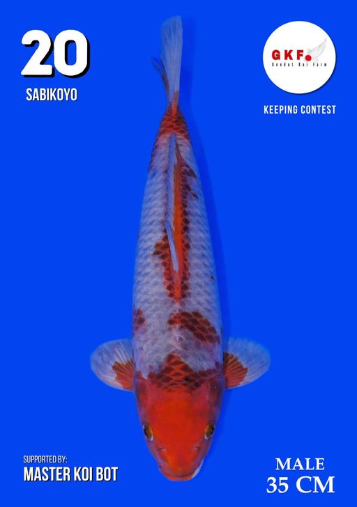 Lelang Koi Online, Jual Beli Ikan Koi, Pusat Jual Beli Koi, Info Lelang Koi Hari Ini, Platform Jual Beli Koi, Jual Beli Ikan Koi Online, Marketplace Ikan Koi, Jual Koi Terbaik, Tempat Beli Koi Berkualitas, Pasar Ikan Koi Online Terpercaya, Penjual Ikan Koi Terpercaya, Beli Koi Hias Online, Ikan Koi untuk Dijual, Koi Kualitas Terbaik, Toko Online Ikan Koi, Koi Hias Untuk Dijual, Jual Beli Ikan Koi Lokal, Koi Indonesia Online, Pusat Jual Beli Koi Terbesar