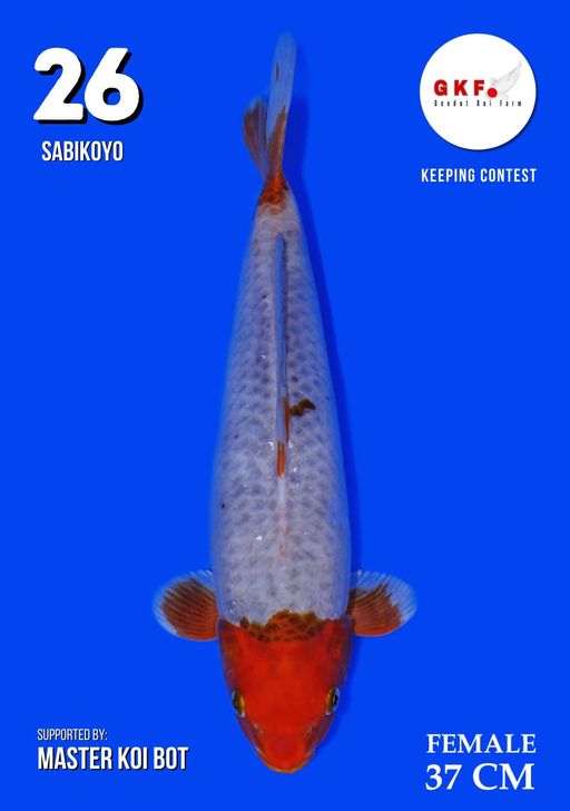 Lelang Koi Online, Jual Beli Ikan Koi, Pusat Jual Beli Koi, Info Lelang Koi Hari Ini, Platform Jual Beli Koi, Jual Beli Ikan Koi Online, Marketplace Ikan Koi, Jual Koi Terbaik, Tempat Beli Koi Berkualitas, Pasar Ikan Koi Online Terpercaya, Penjual Ikan Koi Terpercaya, Beli Koi Hias Online, Ikan Koi untuk Dijual, Koi Kualitas Terbaik, Toko Online Ikan Koi, Koi Hias Untuk Dijual, Jual Beli Ikan Koi Lokal, Koi Indonesia Online, Pusat Jual Beli Koi Terbesar