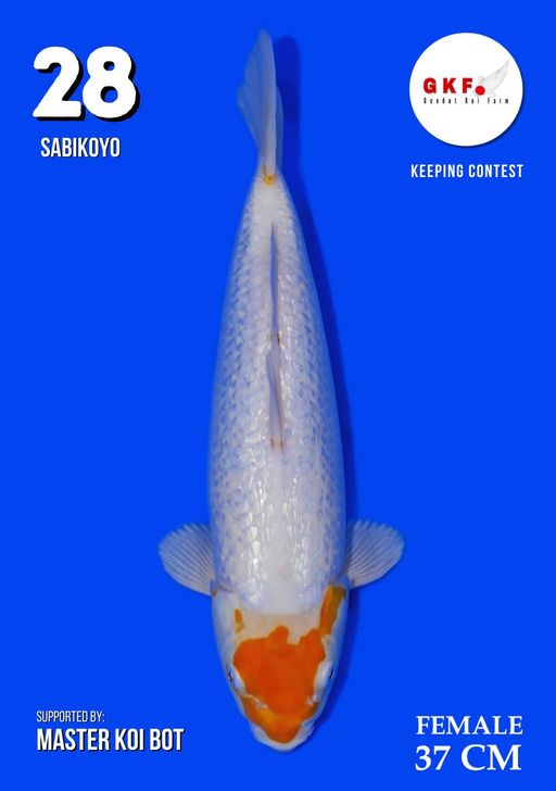 Lelang Koi Online, Jual Beli Ikan Koi, Pusat Jual Beli Koi, Info Lelang Koi Hari Ini, Platform Jual Beli Koi, Jual Beli Ikan Koi Online, Marketplace Ikan Koi, Jual Koi Terbaik, Tempat Beli Koi Berkualitas, Pasar Ikan Koi Online Terpercaya, Penjual Ikan Koi Terpercaya, Beli Koi Hias Online, Ikan Koi untuk Dijual, Koi Kualitas Terbaik, Toko Online Ikan Koi, Koi Hias Untuk Dijual, Jual Beli Ikan Koi Lokal, Koi Indonesia Online, Pusat Jual Beli Koi Terbesar