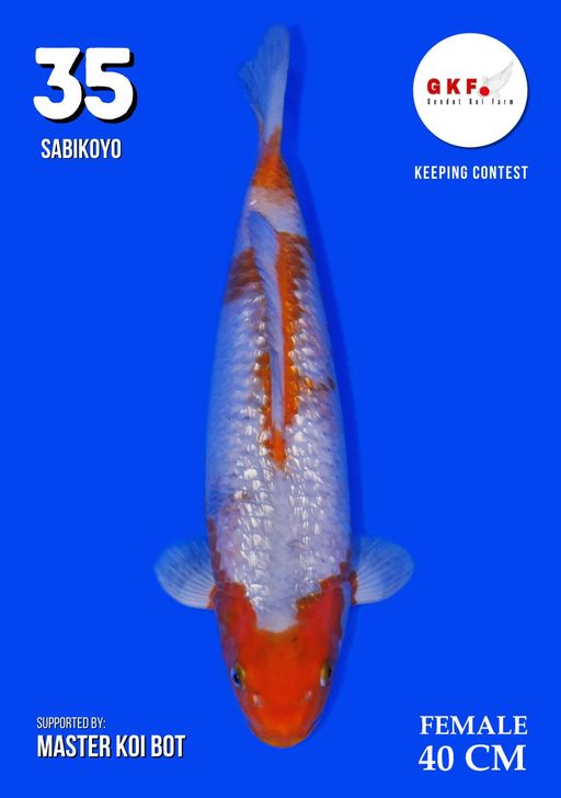 Lelang Koi Online, Jual Beli Ikan Koi, Pusat Jual Beli Koi, Info Lelang Koi Hari Ini, Platform Jual Beli Koi, Jual Beli Ikan Koi Online, Marketplace Ikan Koi, Jual Koi Terbaik, Tempat Beli Koi Berkualitas, Pasar Ikan Koi Online Terpercaya, Penjual Ikan Koi Terpercaya, Beli Koi Hias Online, Ikan Koi untuk Dijual, Koi Kualitas Terbaik, Toko Online Ikan Koi, Koi Hias Untuk Dijual, Jual Beli Ikan Koi Lokal, Koi Indonesia Online, Pusat Jual Beli Koi Terbesar