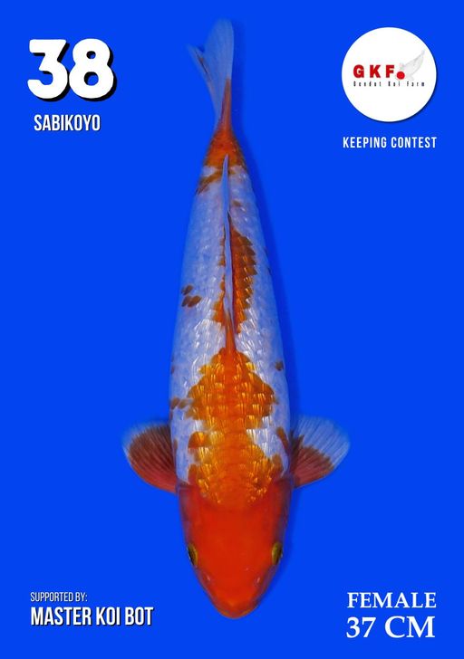 Lelang Koi Online, Jual Beli Ikan Koi, Pusat Jual Beli Koi, Info Lelang Koi Hari Ini, Platform Jual Beli Koi, Jual Beli Ikan Koi Online, Marketplace Ikan Koi, Jual Koi Terbaik, Tempat Beli Koi Berkualitas, Pasar Ikan Koi Online Terpercaya, Penjual Ikan Koi Terpercaya, Beli Koi Hias Online, Ikan Koi untuk Dijual, Koi Kualitas Terbaik, Toko Online Ikan Koi, Koi Hias Untuk Dijual, Jual Beli Ikan Koi Lokal, Koi Indonesia Online, Pusat Jual Beli Koi Terbesar