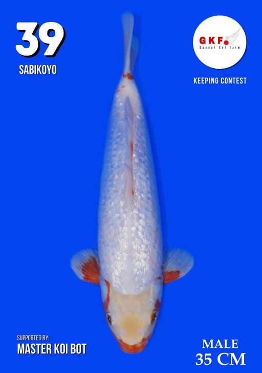 Lelang Koi Online, Jual Beli Ikan Koi, Pusat Jual Beli Koi, Info Lelang Koi Hari Ini, Platform Jual Beli Koi, Jual Beli Ikan Koi Online, Marketplace Ikan Koi, Jual Koi Terbaik, Tempat Beli Koi Berkualitas, Pasar Ikan Koi Online Terpercaya, Penjual Ikan Koi Terpercaya, Beli Koi Hias Online, Ikan Koi untuk Dijual, Koi Kualitas Terbaik, Toko Online Ikan Koi, Koi Hias Untuk Dijual, Jual Beli Ikan Koi Lokal, Koi Indonesia Online, Pusat Jual Beli Koi Terbesar