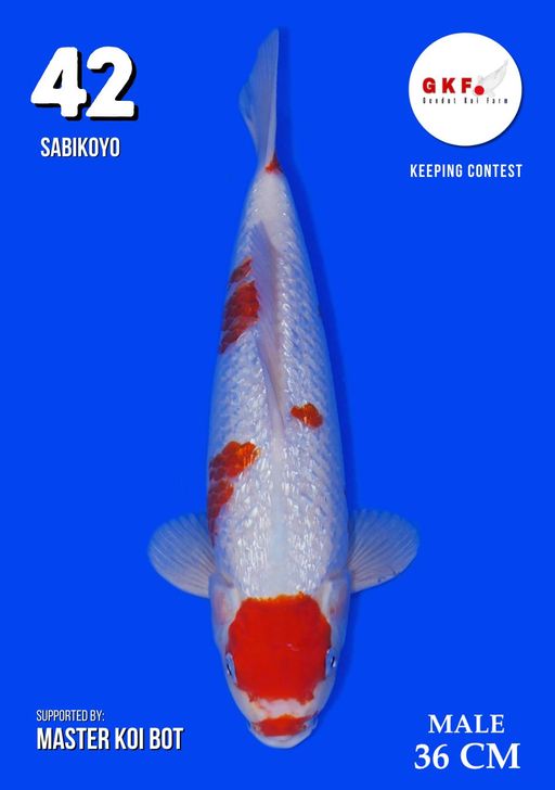 Lelang Koi Online, Jual Beli Ikan Koi, Pusat Jual Beli Koi, Info Lelang Koi Hari Ini, Platform Jual Beli Koi, Jual Beli Ikan Koi Online, Marketplace Ikan Koi, Jual Koi Terbaik, Tempat Beli Koi Berkualitas, Pasar Ikan Koi Online Terpercaya, Penjual Ikan Koi Terpercaya, Beli Koi Hias Online, Ikan Koi untuk Dijual, Koi Kualitas Terbaik, Toko Online Ikan Koi, Koi Hias Untuk Dijual, Jual Beli Ikan Koi Lokal, Koi Indonesia Online, Pusat Jual Beli Koi Terbesar