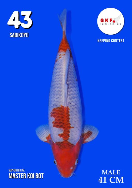 Lelang Koi Online, Jual Beli Ikan Koi, Pusat Jual Beli Koi, Info Lelang Koi Hari Ini, Platform Jual Beli Koi, Jual Beli Ikan Koi Online, Marketplace Ikan Koi, Jual Koi Terbaik, Tempat Beli Koi Berkualitas, Pasar Ikan Koi Online Terpercaya, Penjual Ikan Koi Terpercaya, Beli Koi Hias Online, Ikan Koi untuk Dijual, Koi Kualitas Terbaik, Toko Online Ikan Koi, Koi Hias Untuk Dijual, Jual Beli Ikan Koi Lokal, Koi Indonesia Online, Pusat Jual Beli Koi Terbesar