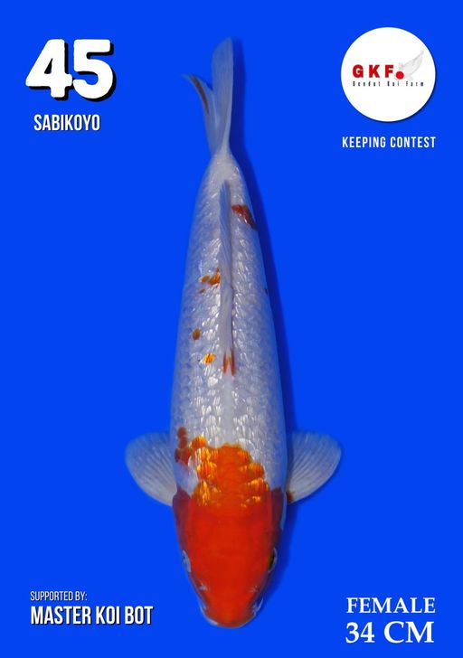 Lelang Koi Online, Jual Beli Ikan Koi, Pusat Jual Beli Koi, Info Lelang Koi Hari Ini, Platform Jual Beli Koi, Jual Beli Ikan Koi Online, Marketplace Ikan Koi, Jual Koi Terbaik, Tempat Beli Koi Berkualitas, Pasar Ikan Koi Online Terpercaya, Penjual Ikan Koi Terpercaya, Beli Koi Hias Online, Ikan Koi untuk Dijual, Koi Kualitas Terbaik, Toko Online Ikan Koi, Koi Hias Untuk Dijual, Jual Beli Ikan Koi Lokal, Koi Indonesia Online, Pusat Jual Beli Koi Terbesar