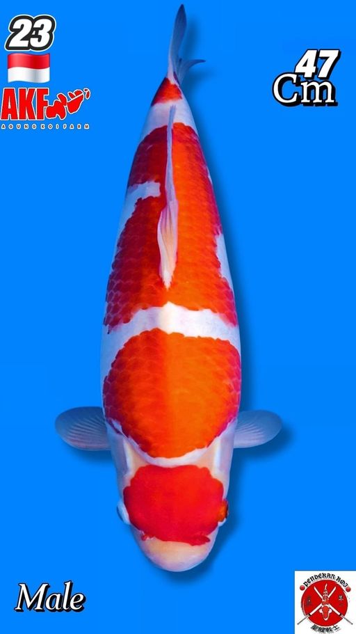 Lelang Koi Online, Jual Beli Ikan Koi, Pusat Jual Beli Koi, Info Lelang Koi Hari Ini, Platform Jual Beli Koi, Jual Beli Ikan Koi Online, Marketplace Ikan Koi, Jual Koi Terbaik, Tempat Beli Koi Berkualitas, Pasar Ikan Koi Online Terpercaya, Penjual Ikan Koi Terpercaya, Beli Koi Hias Online, Ikan Koi untuk Dijual, Koi Kualitas Terbaik, Toko Online Ikan Koi, Koi Hias Untuk Dijual, Jual Beli Ikan Koi Lokal, Koi Indonesia Online, Pusat Jual Beli Koi Terbesar