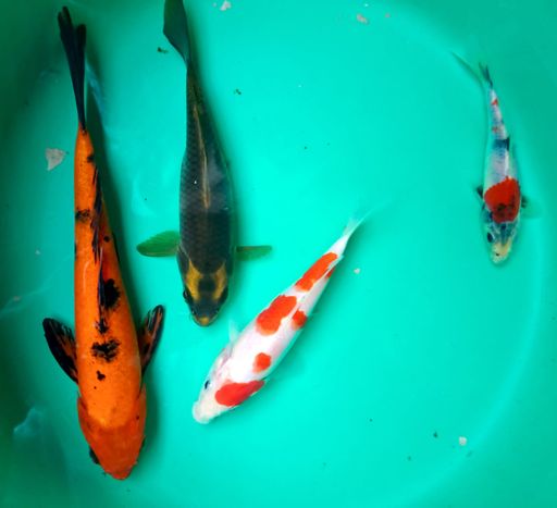 Lelang Koi Online, Jual Beli Ikan Koi, Pusat Jual Beli Koi, Info Lelang Koi Hari Ini, Platform Jual Beli Koi, Jual Beli Ikan Koi Online, Marketplace Ikan Koi, Jual Koi Terbaik, Tempat Beli Koi Berkualitas, Pasar Ikan Koi Online Terpercaya, Penjual Ikan Koi Terpercaya, Beli Koi Hias Online, Ikan Koi untuk Dijual, Koi Kualitas Terbaik, Toko Online Ikan Koi, Koi Hias Untuk Dijual, Jual Beli Ikan Koi Lokal, Koi Indonesia Online, Pusat Jual Beli Koi Terbesar