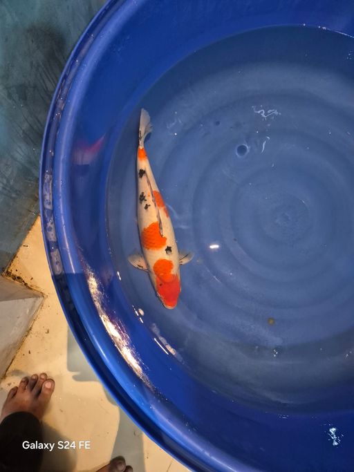 Lelang Koi Online, Jual Beli Ikan Koi, Pusat Jual Beli Koi, Info Lelang Koi Hari Ini, Platform Jual Beli Koi, Jual Beli Ikan Koi Online, Marketplace Ikan Koi, Jual Koi Terbaik, Tempat Beli Koi Berkualitas, Pasar Ikan Koi Online Terpercaya, Penjual Ikan Koi Terpercaya, Beli Koi Hias Online, Ikan Koi untuk Dijual, Koi Kualitas Terbaik, Toko Online Ikan Koi, Koi Hias Untuk Dijual, Jual Beli Ikan Koi Lokal, Koi Indonesia Online, Pusat Jual Beli Koi Terbesar