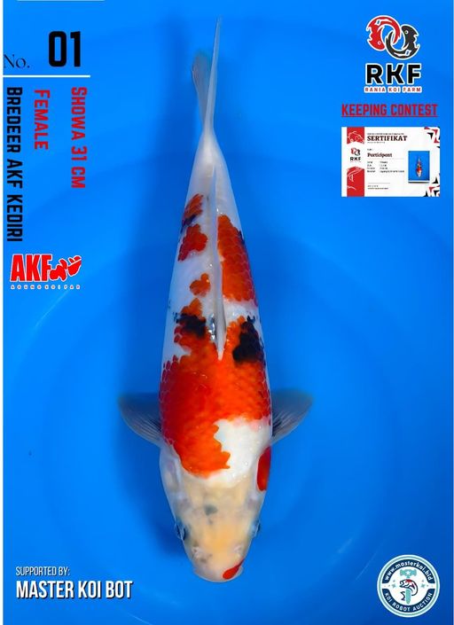 Lelang Koi Online, Jual Beli Ikan Koi, Pusat Jual Beli Koi, Info Lelang Koi Hari Ini, Platform Jual Beli Koi, Jual Beli Ikan Koi Online, Marketplace Ikan Koi, Jual Koi Terbaik, Tempat Beli Koi Berkualitas, Pasar Ikan Koi Online Terpercaya, Penjual Ikan Koi Terpercaya, Beli Koi Hias Online, Ikan Koi untuk Dijual, Koi Kualitas Terbaik, Toko Online Ikan Koi, Koi Hias Untuk Dijual, Jual Beli Ikan Koi Lokal, Koi Indonesia Online, Pusat Jual Beli Koi Terbesar