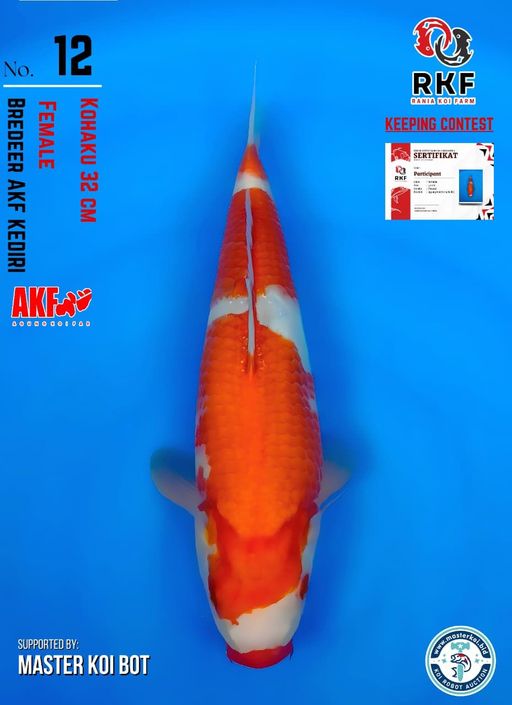 Lelang Koi Online, Jual Beli Ikan Koi, Pusat Jual Beli Koi, Info Lelang Koi Hari Ini, Platform Jual Beli Koi, Jual Beli Ikan Koi Online, Marketplace Ikan Koi, Jual Koi Terbaik, Tempat Beli Koi Berkualitas, Pasar Ikan Koi Online Terpercaya, Penjual Ikan Koi Terpercaya, Beli Koi Hias Online, Ikan Koi untuk Dijual, Koi Kualitas Terbaik, Toko Online Ikan Koi, Koi Hias Untuk Dijual, Jual Beli Ikan Koi Lokal, Koi Indonesia Online, Pusat Jual Beli Koi Terbesar