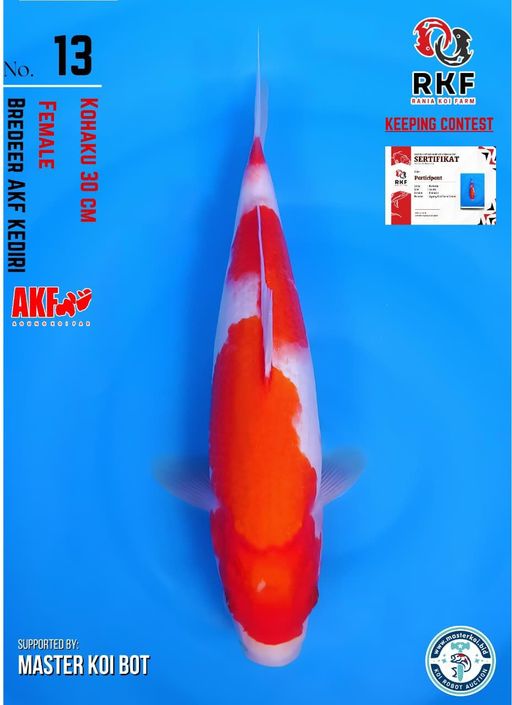 Lelang Koi Online, Jual Beli Ikan Koi, Pusat Jual Beli Koi, Info Lelang Koi Hari Ini, Platform Jual Beli Koi, Jual Beli Ikan Koi Online, Marketplace Ikan Koi, Jual Koi Terbaik, Tempat Beli Koi Berkualitas, Pasar Ikan Koi Online Terpercaya, Penjual Ikan Koi Terpercaya, Beli Koi Hias Online, Ikan Koi untuk Dijual, Koi Kualitas Terbaik, Toko Online Ikan Koi, Koi Hias Untuk Dijual, Jual Beli Ikan Koi Lokal, Koi Indonesia Online, Pusat Jual Beli Koi Terbesar