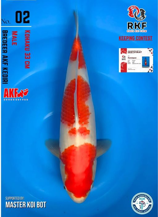 Lelang Koi Online, Jual Beli Ikan Koi, Pusat Jual Beli Koi, Info Lelang Koi Hari Ini, Platform Jual Beli Koi, Jual Beli Ikan Koi Online, Marketplace Ikan Koi, Jual Koi Terbaik, Tempat Beli Koi Berkualitas, Pasar Ikan Koi Online Terpercaya, Penjual Ikan Koi Terpercaya, Beli Koi Hias Online, Ikan Koi untuk Dijual, Koi Kualitas Terbaik, Toko Online Ikan Koi, Koi Hias Untuk Dijual, Jual Beli Ikan Koi Lokal, Koi Indonesia Online, Pusat Jual Beli Koi Terbesar